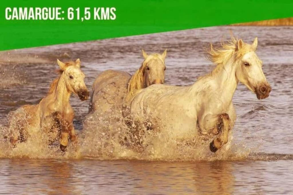 Le Noe - Ac Clim - Wi-Fi Lägenhet Avignon Exteriör bild